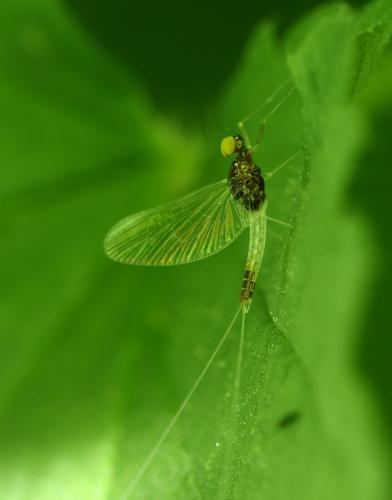 Baetis fuscatus